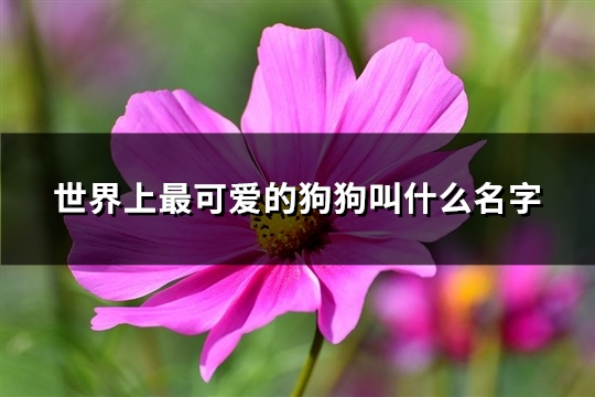 世界上最可爱的狗狗叫什么名字(35个)